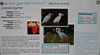 Heron garde-boeuf, Bubulcus ibis (ord Ciconiformes) (fam Ardeides) (Photo F. Mrugala) (txt)